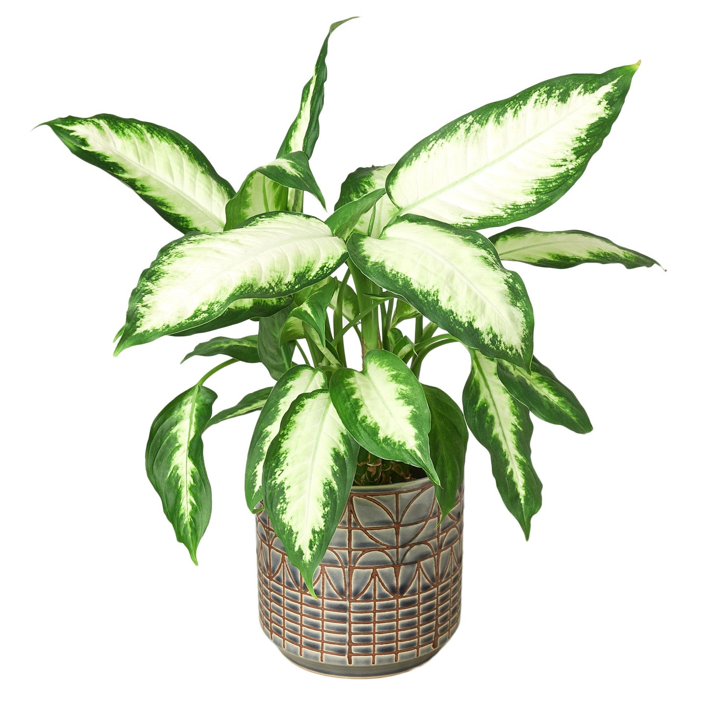 Dieffenbachia Camille