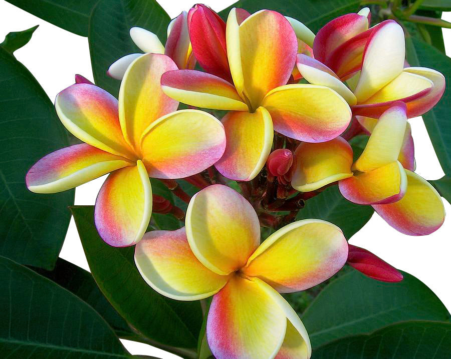 Candy Stripe Plumeria