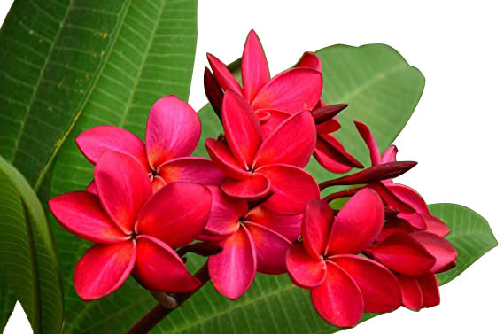 Fito Red Plumeria