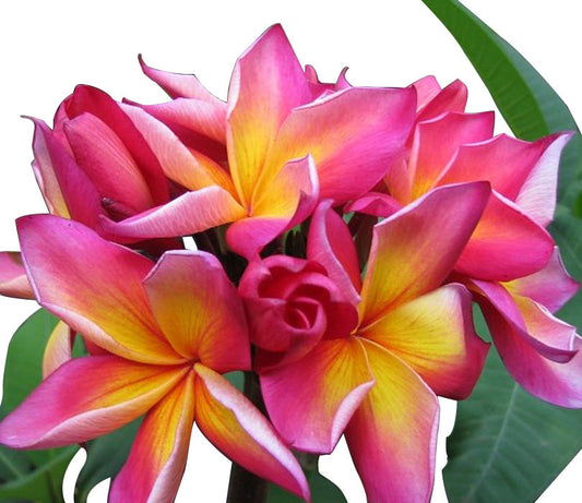 Jeanie Moragne Plumeria