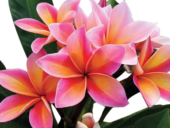 Mardi Gras Plumeria