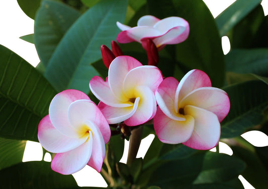 Pink Pansy Plumeria