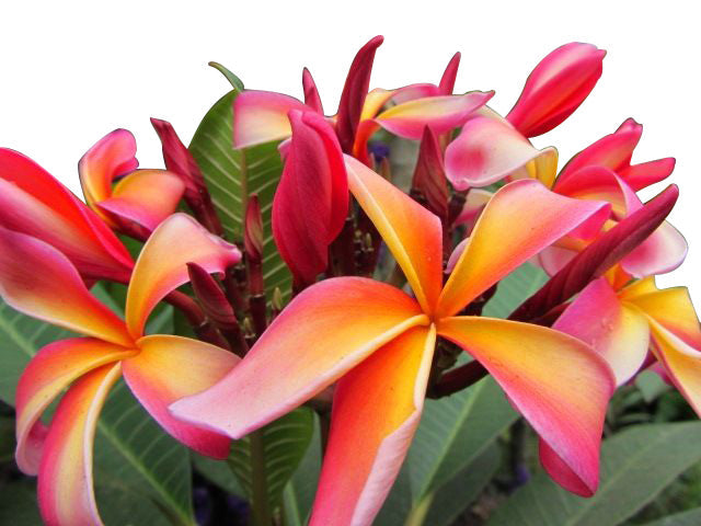 San Miguel Plumeria