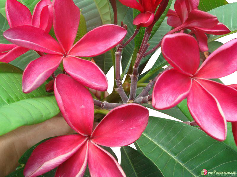 Siam Ruby Plumeria