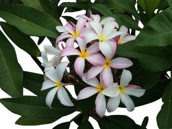 Slaughter Pink Plumeria