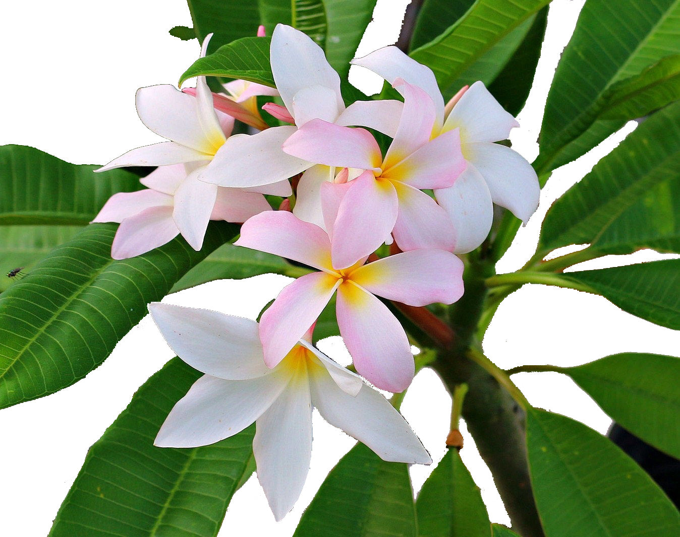 Slaughter Pink Plumeria