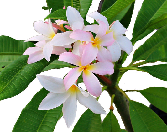 Slaughter Pink Plumeria