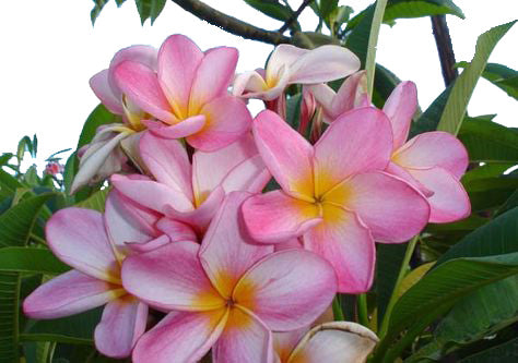 Tillie Hughes Plumeria