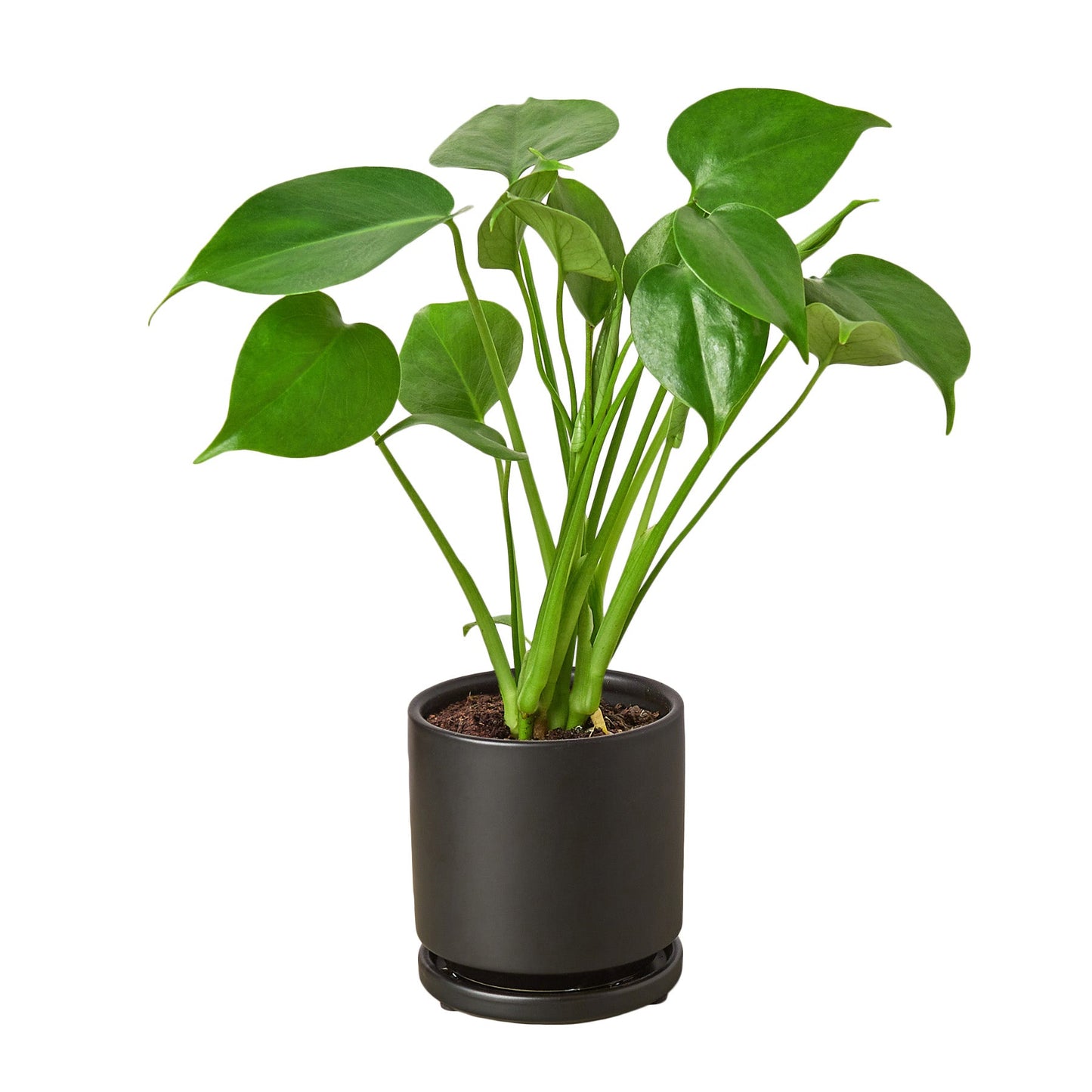 Philodendron Monstera Split-Leaf