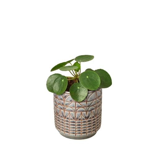 Pilea Peperomioides 'Chinese Money'