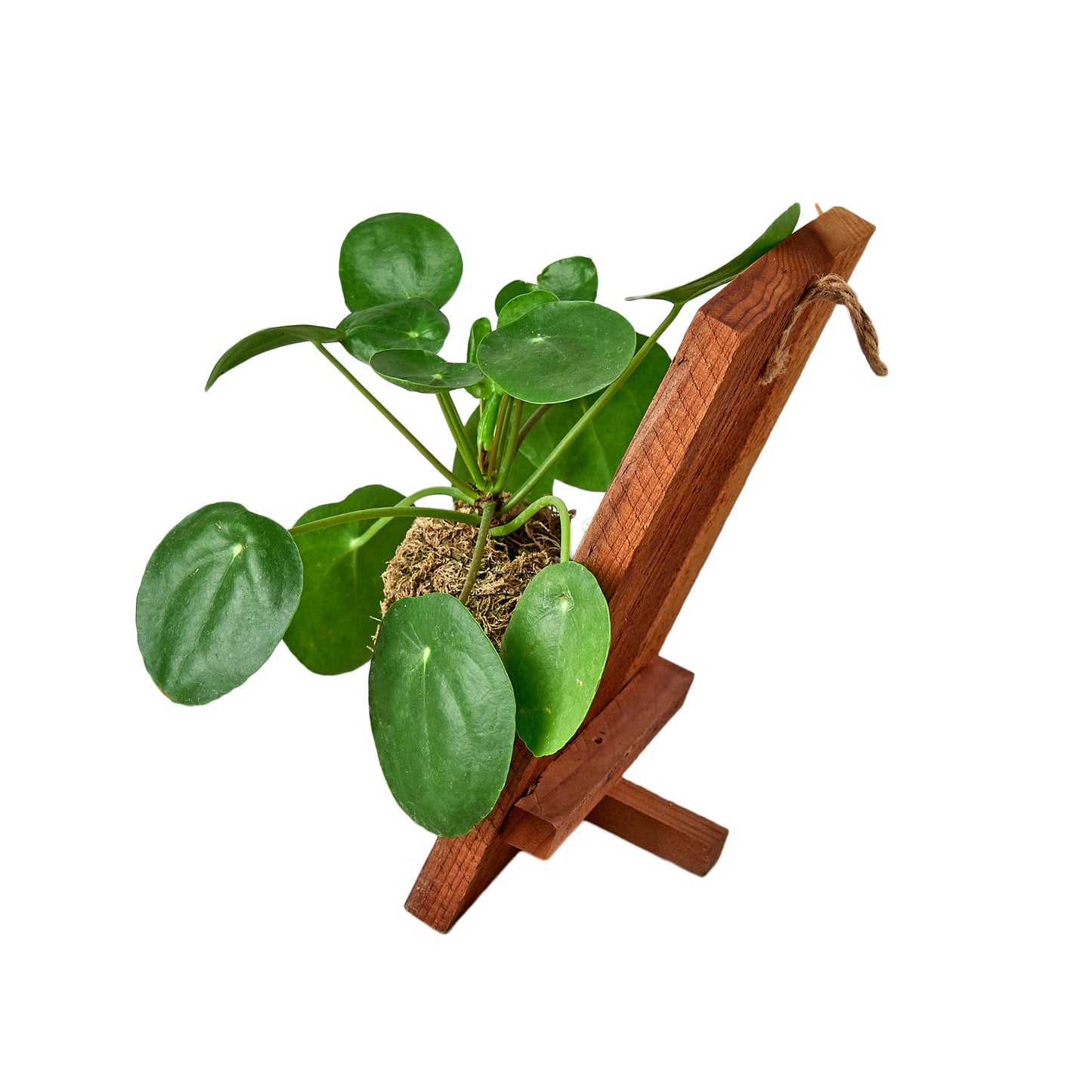 Pilea Peperomioides 'Chinese Money' on Wood