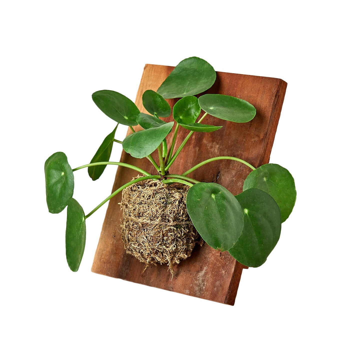 Pilea Peperomioides 'Chinese Money' on Wood