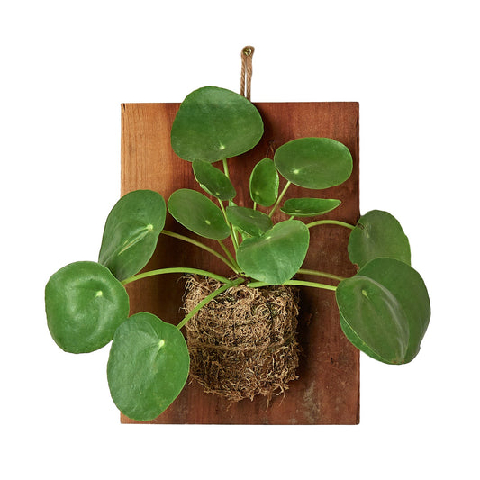 Pilea Peperomioides 'Chinese Money' on Wood