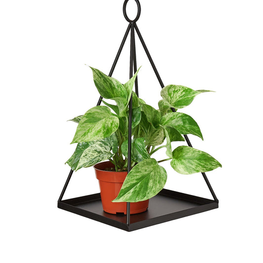 Ponce Hanging Planter - 7 Inch