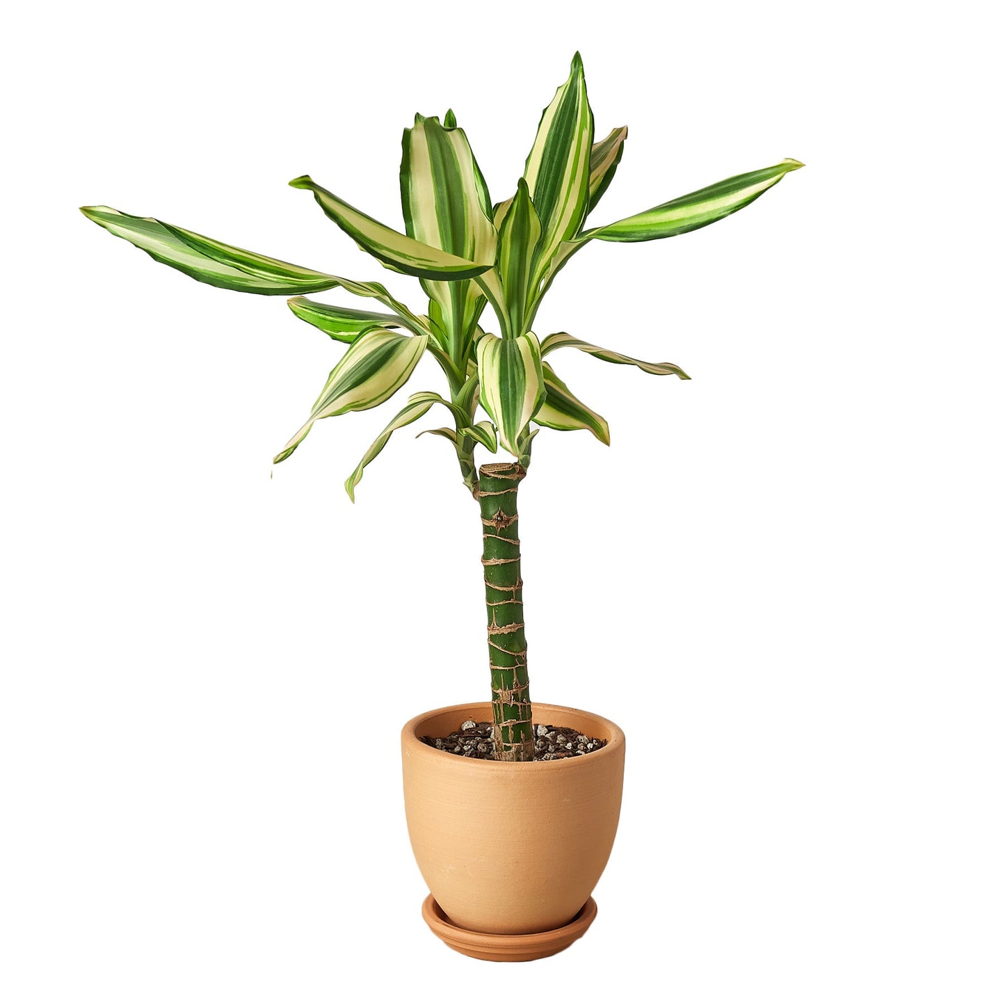 Dracaena 'Sted Sol Cane'