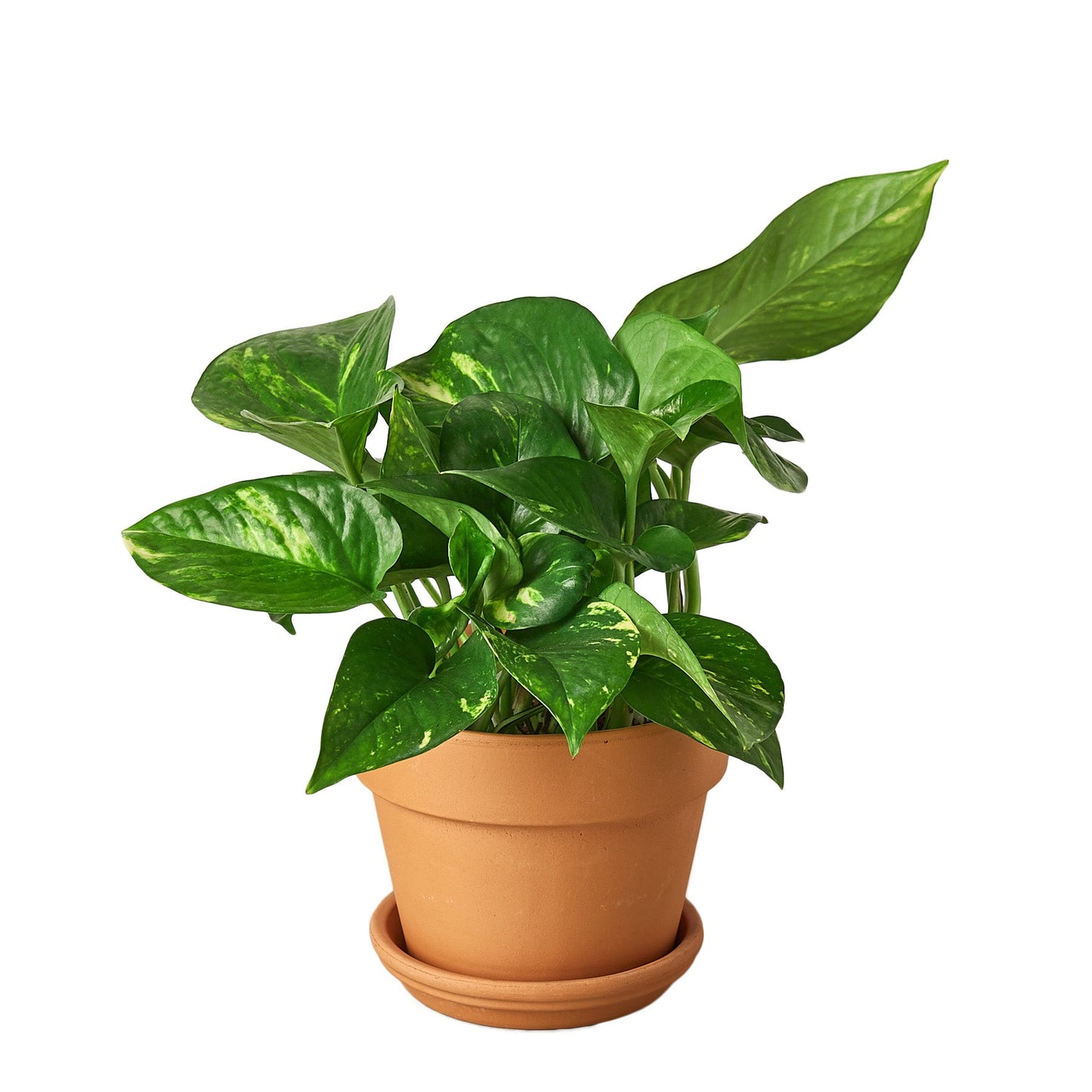 Pothos 'Golden'