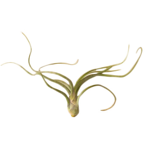 Tillandsia Air Plant Pseudobaileyi - 5 Pack