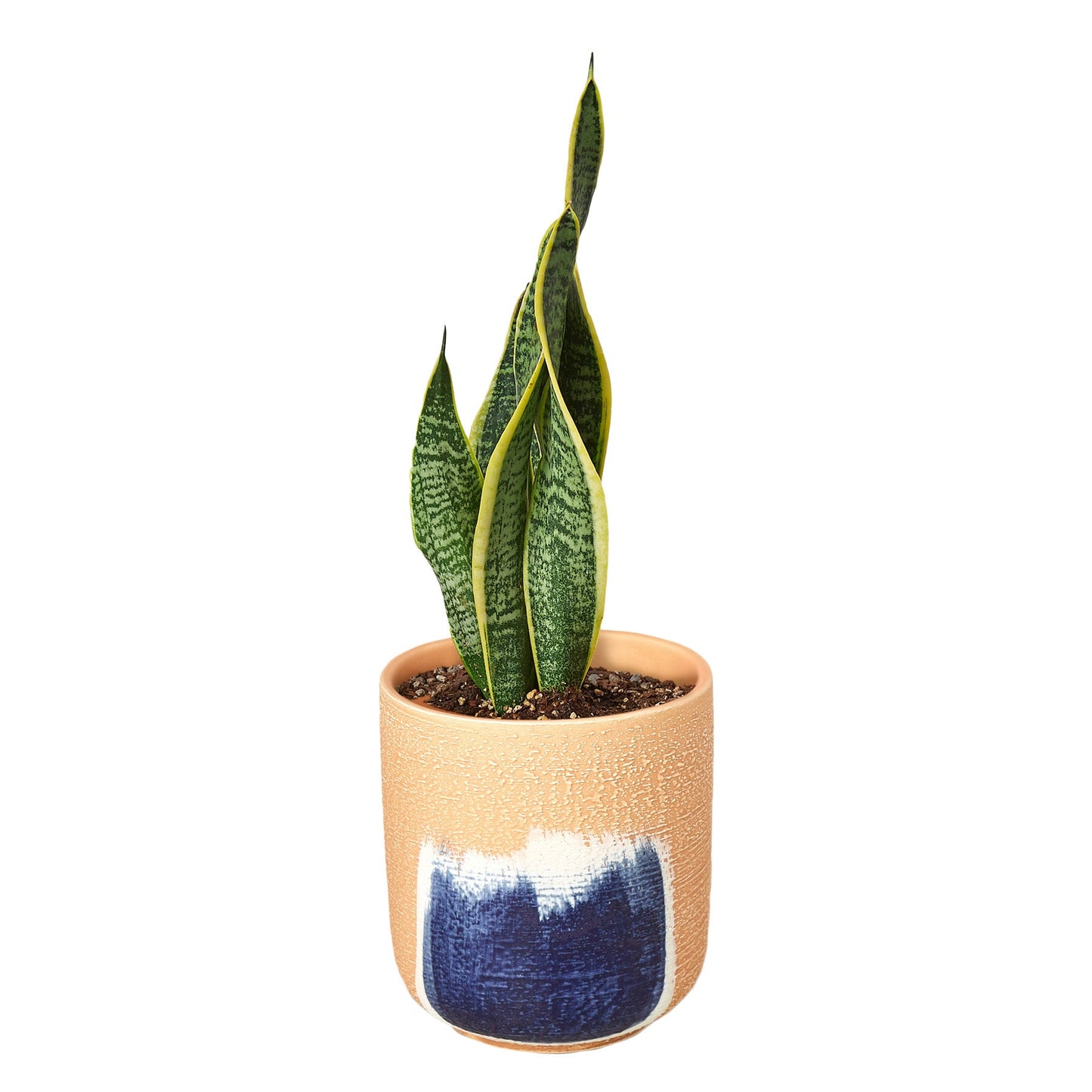 Snake Plant Laurentii