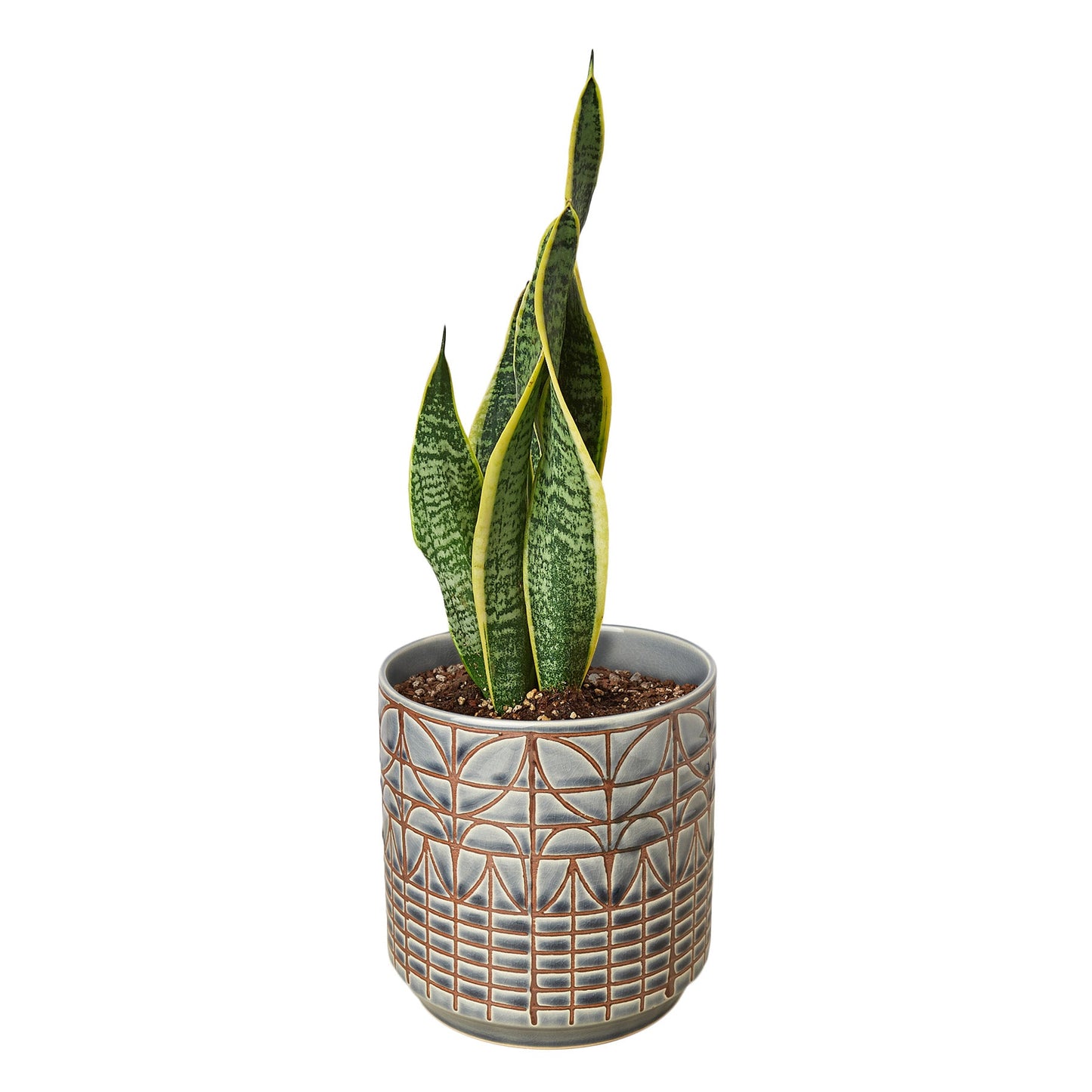 Snake Plant Laurentii