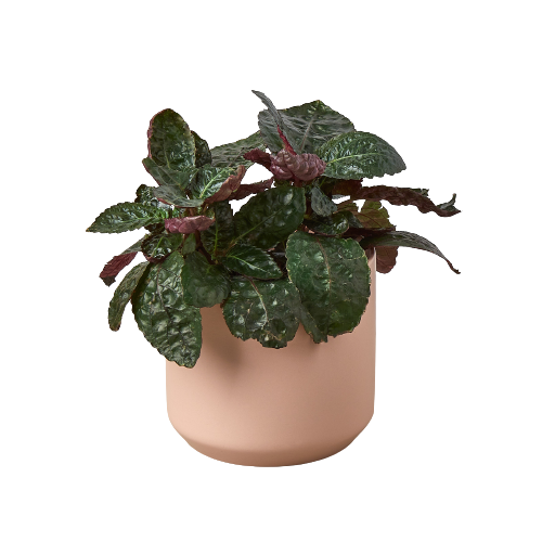 Kendall Pot - 4.75 Inch