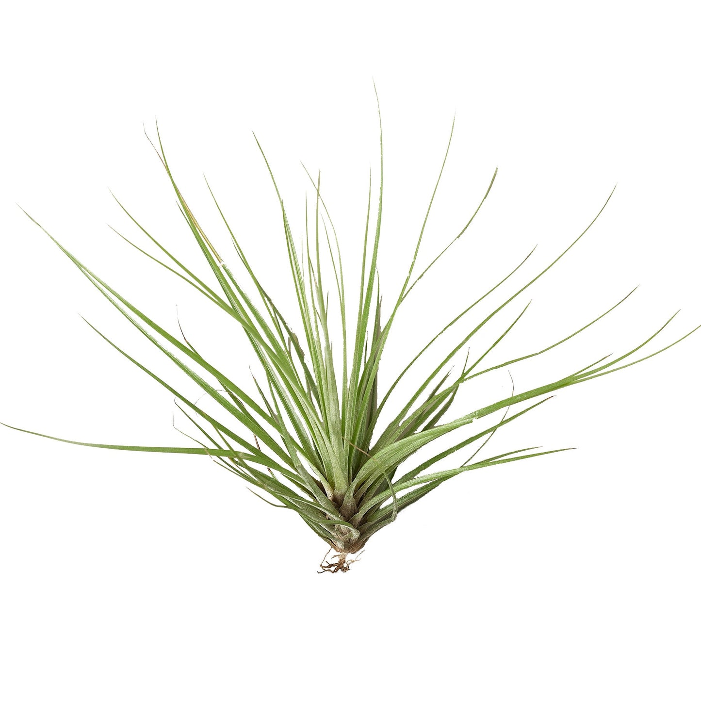 Tillandsia Air Plant Floribunda