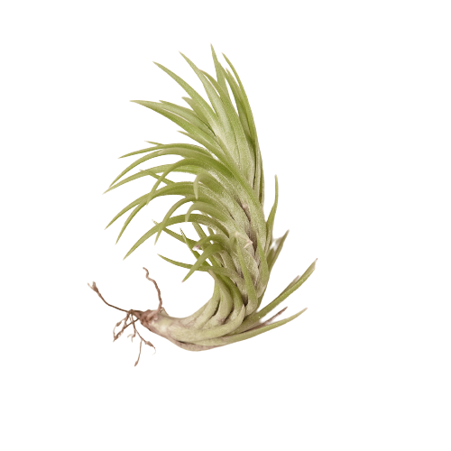 Tillandsia Air Plant Araujei - 10 Pack