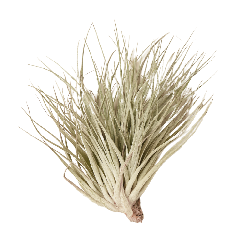 Tillandsia Air Plant Houston Red Princess