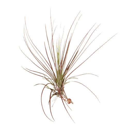 Tillandsia Air Plant Juncifolia Red Hybrid