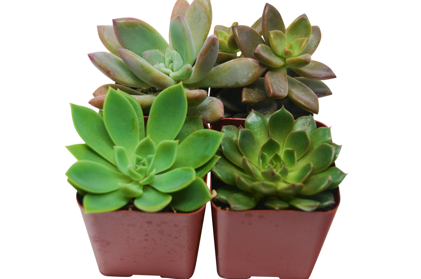 2" Succulent Variety Packs