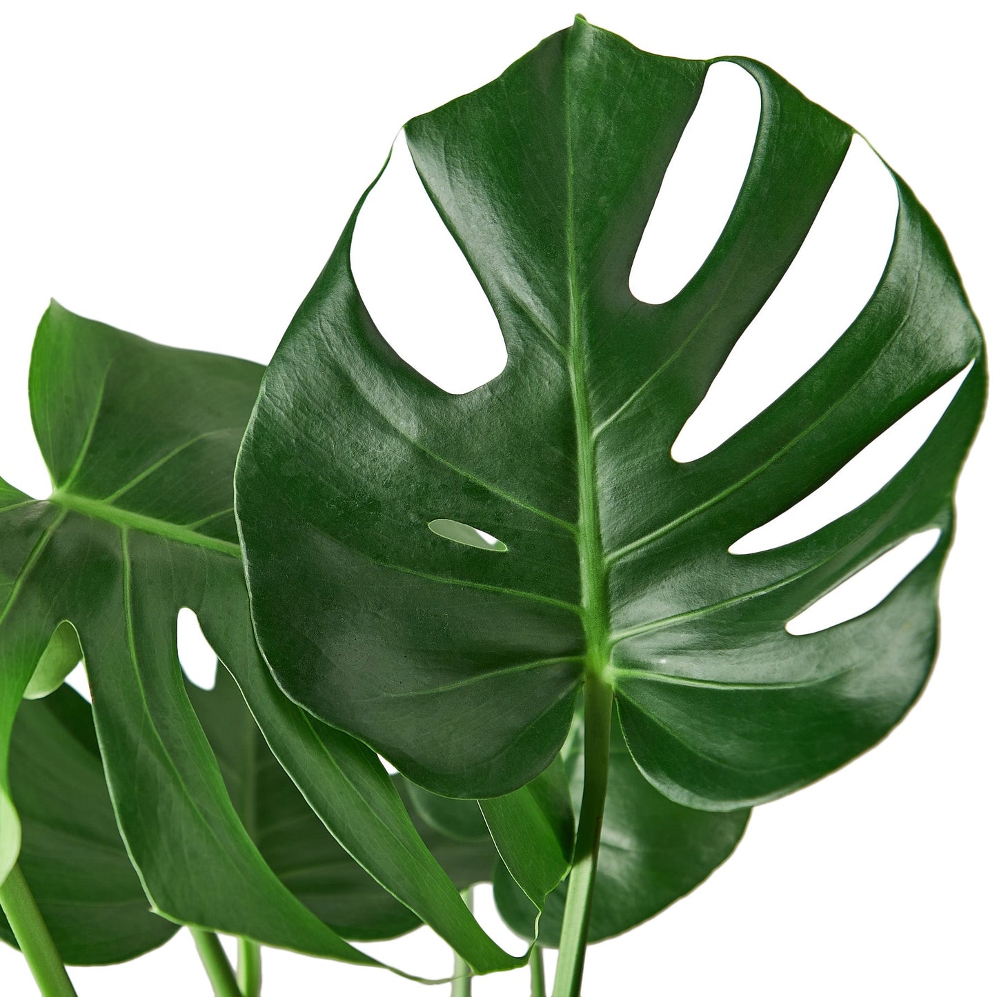 Philodendron ‚ÄòMonstera' - 10" Pot