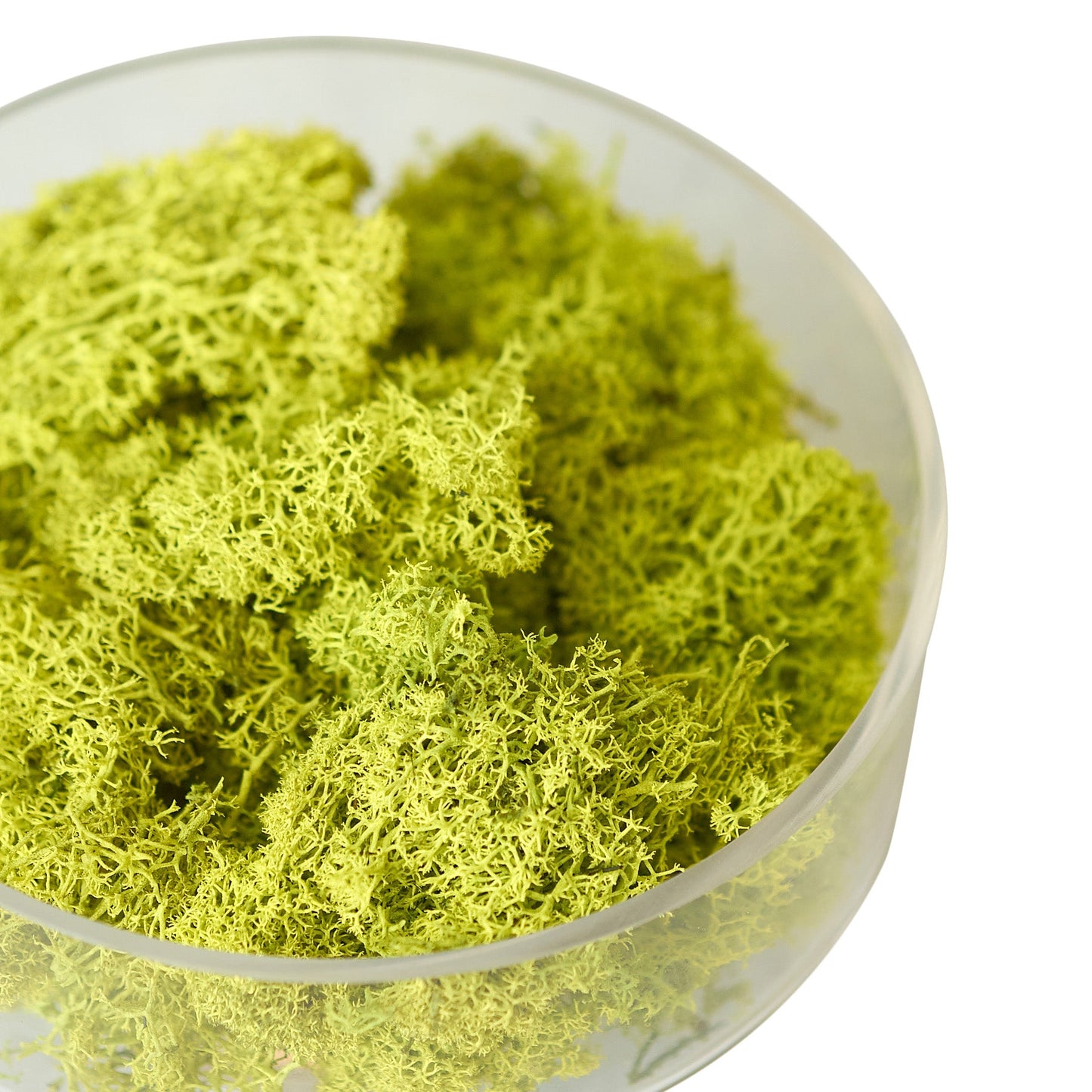 Preserved Reindeer Moss - Chartreuse - 6 oz