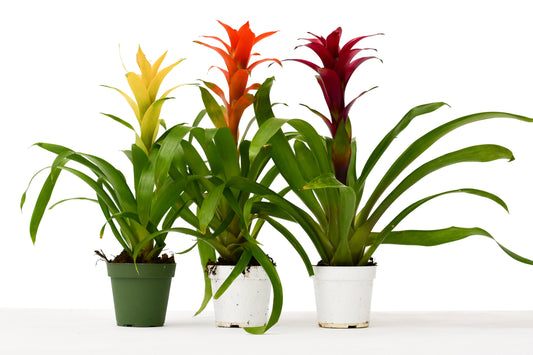 3 Guzmania Bromeliads - Live Plants - 1FT Tall - FREE Care Guide - 4" Pots