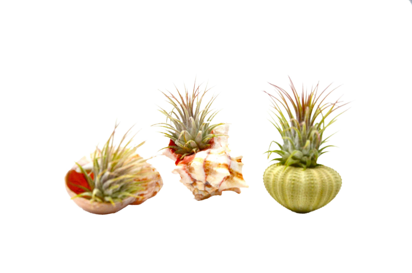 Seashell Air Plant Variety Packs