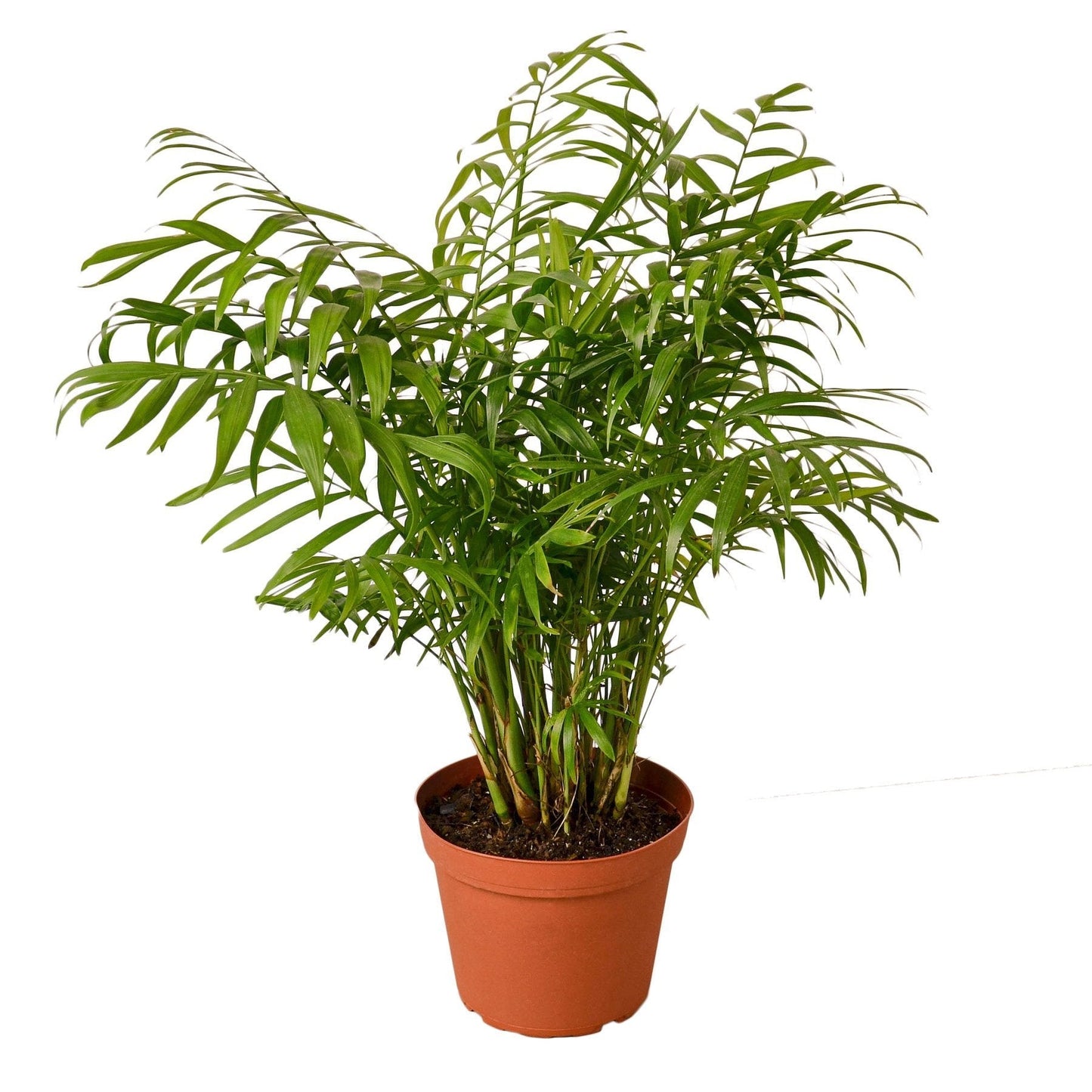 Parlor Palm - 6" Pot - NURSERY POT ONLY