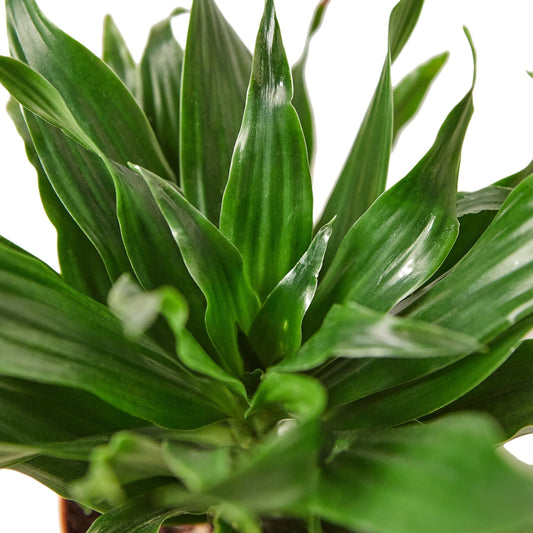 Dracaena 'Janet Craig' - 6" Pot - NURSERY POT ONLY