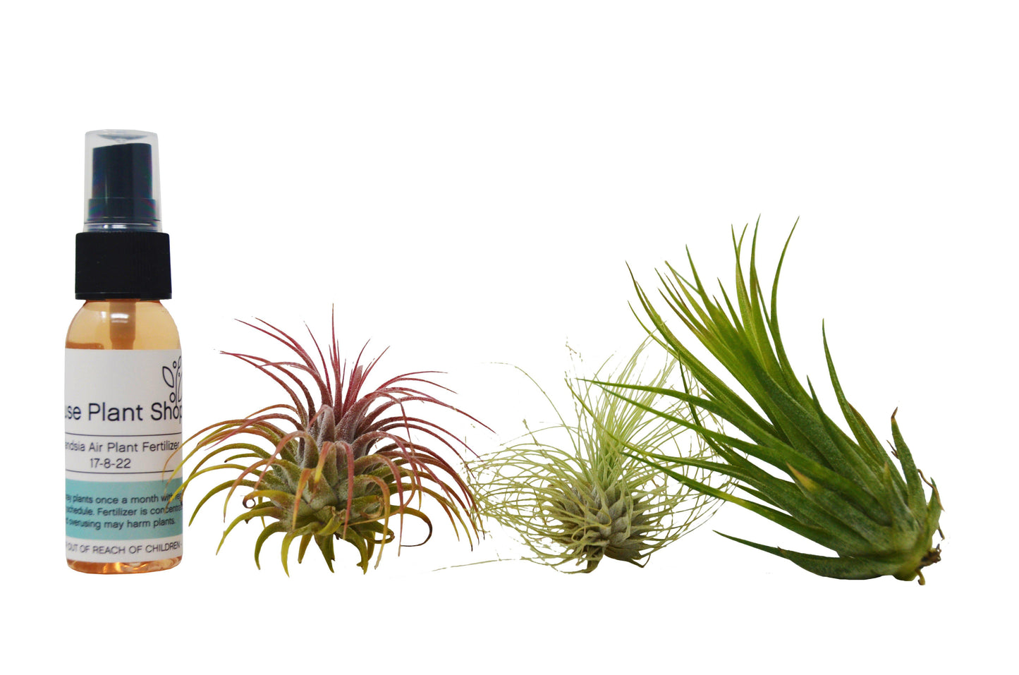 Tillandsia Air Plant Packs with Fertilizer Spray / 2-3 Inches Large