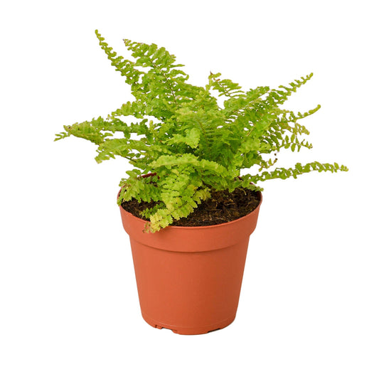 Cotton Candy Fern - 4" Pot - NURSERY POT ONLY