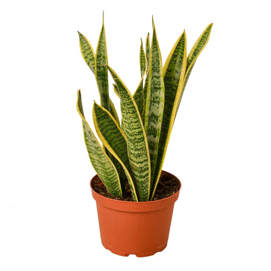 Snake Plant Laurentii - 6" Pot - NURSERY POT ONLY