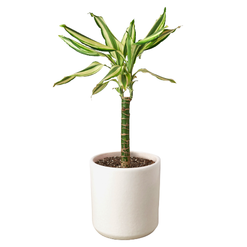 Dracaena 'Sted Sol Cane'