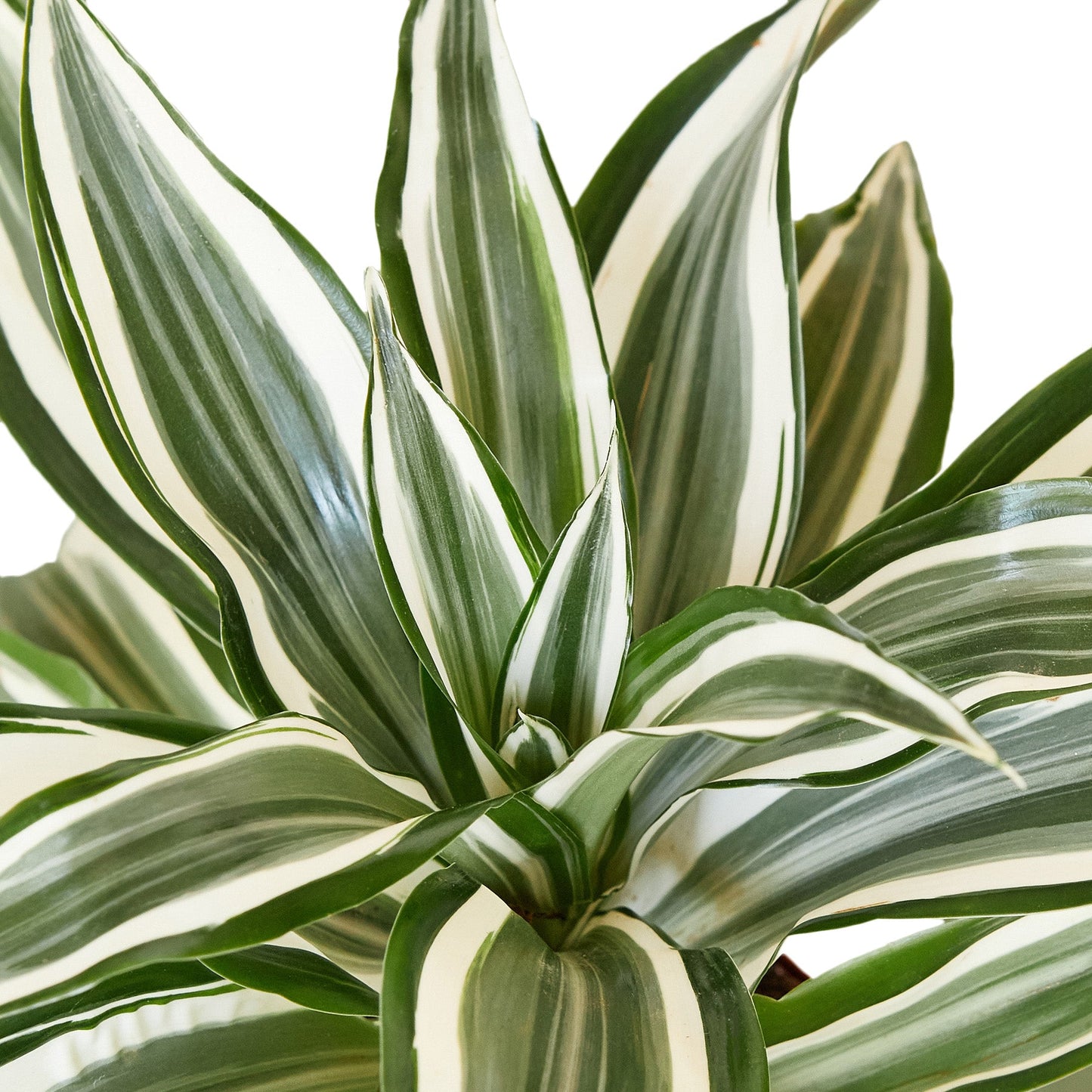 Dracaena 'Warneckii White Jewel'