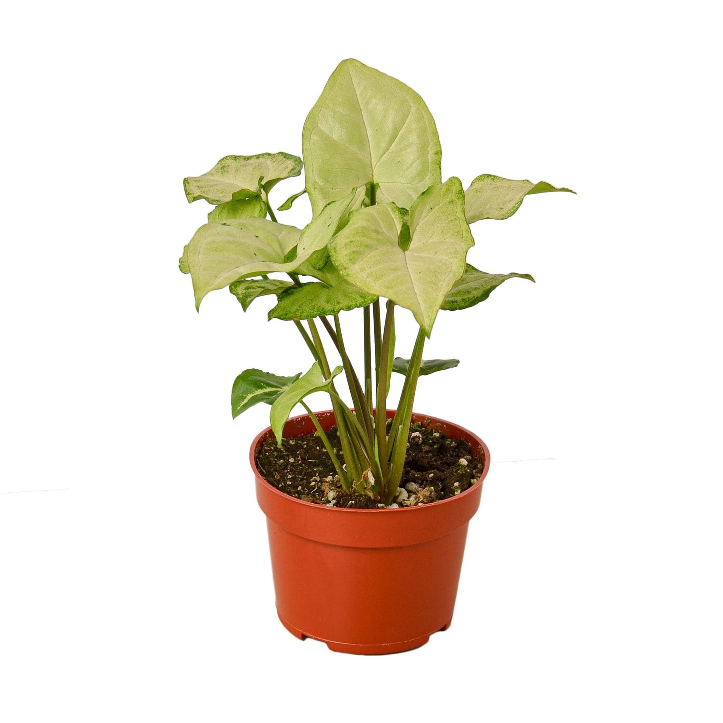 Syngonium White Butterfly - 4" Pot - NURSERY POT ONLY