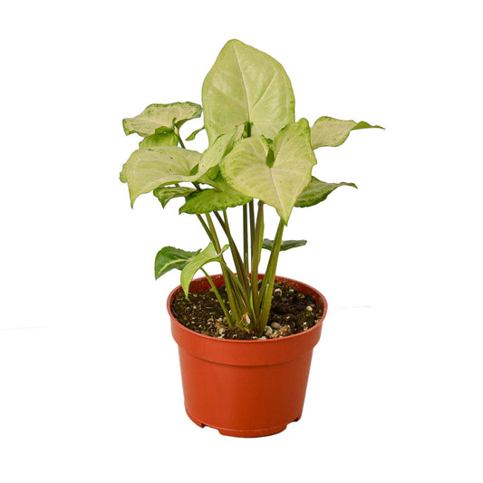 Syngonium White Butterfly - 4" Pot - NURSERY POT ONLY