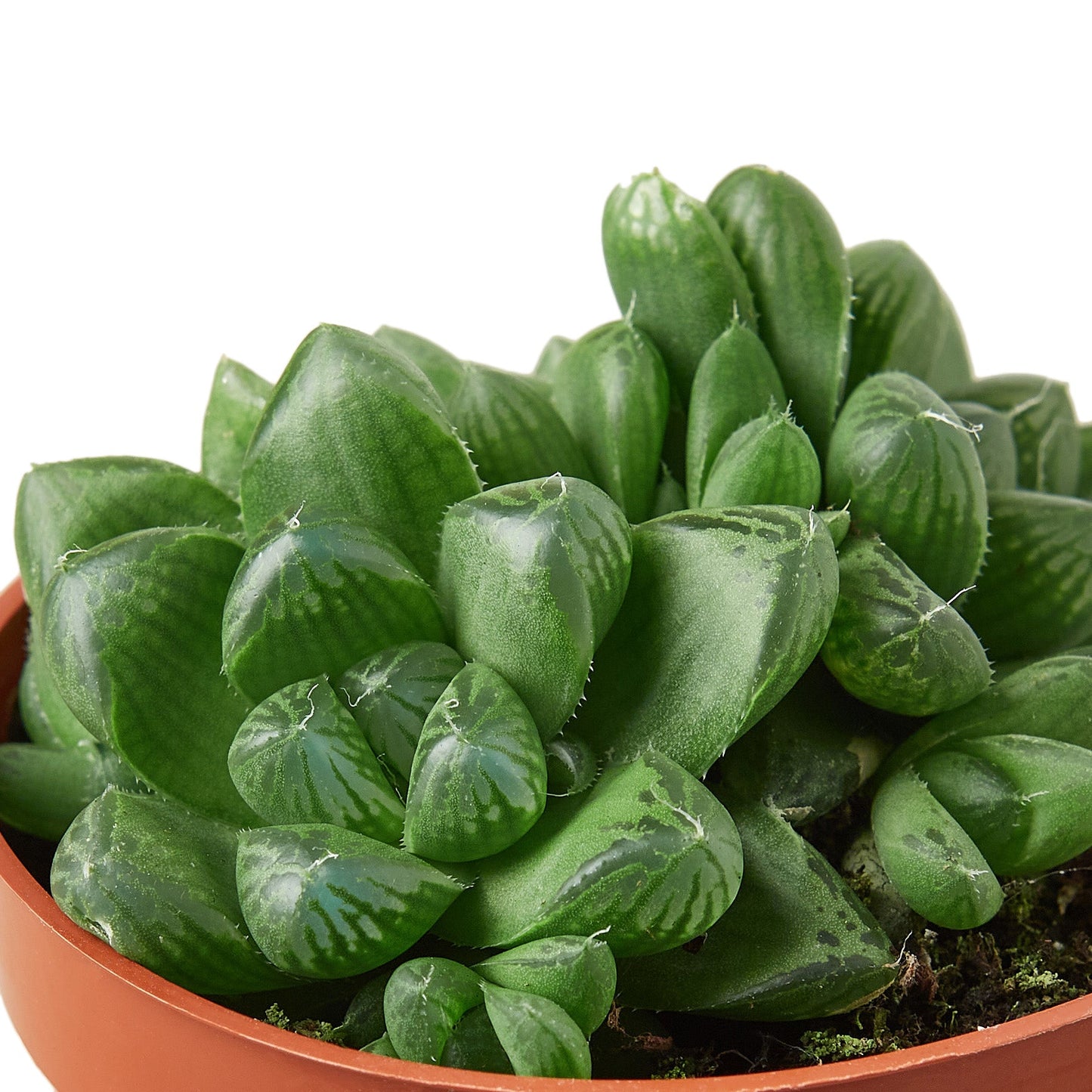 Succulent Haworthia 'Cooperi' - 4" Pot