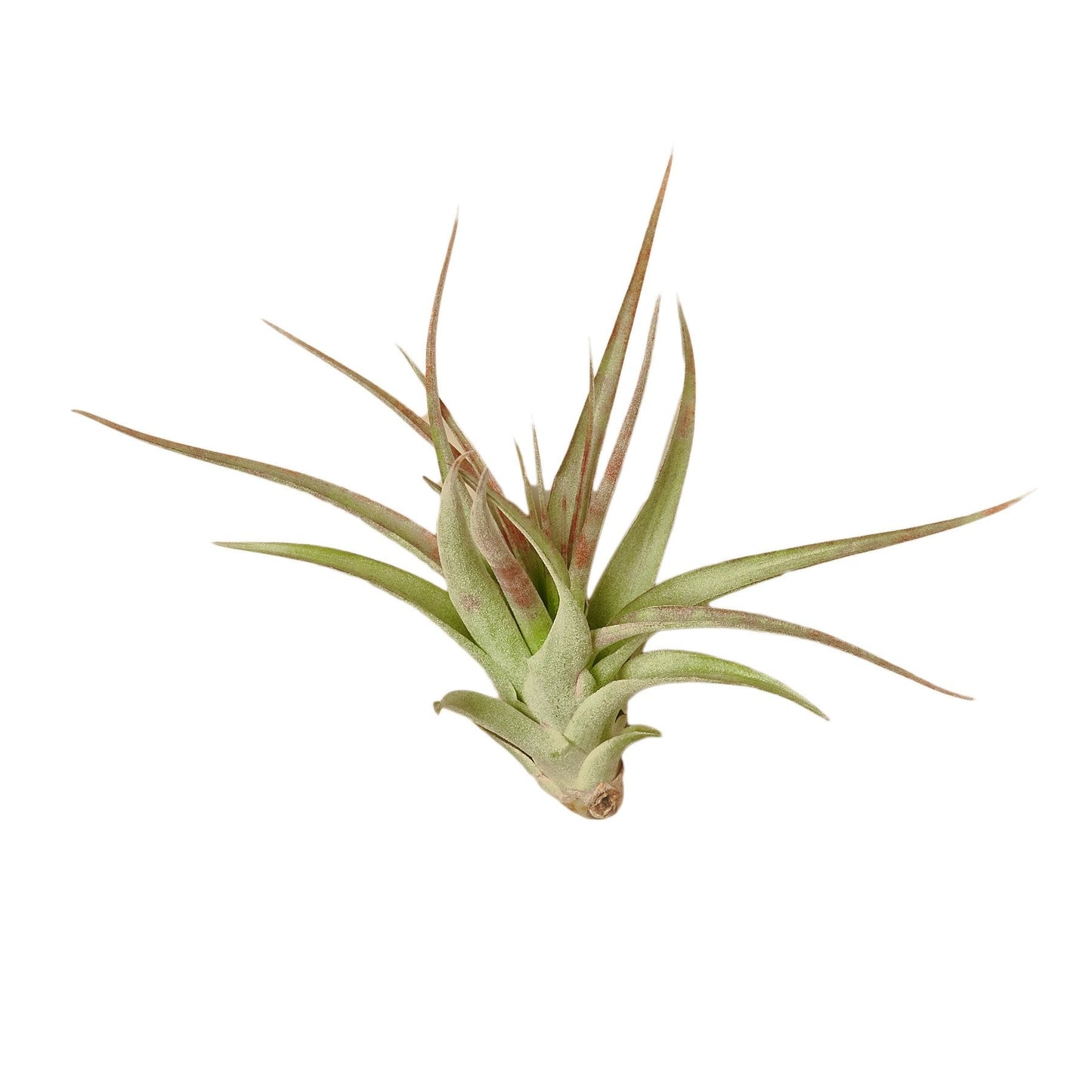 Tillandsia Air Plant Brachycaulos