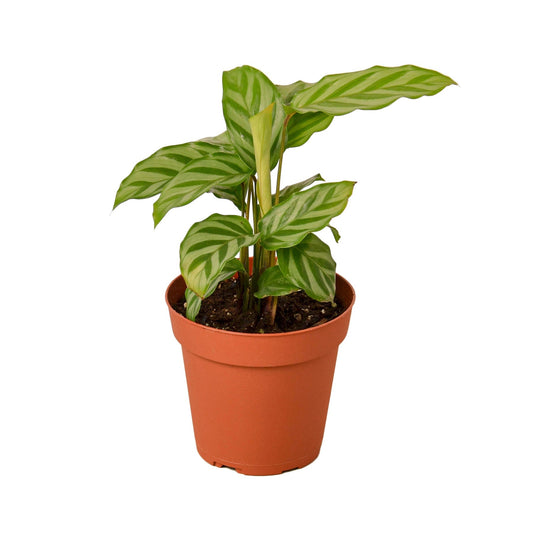 Calathea Concinna 'Freddie' - 4" Pot - NURSERY POT ONLY