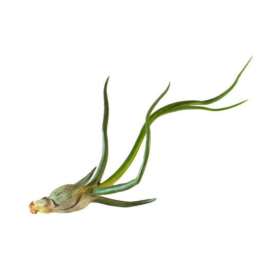 Tillandsia Air Plant Bulbosa - 3 Pack