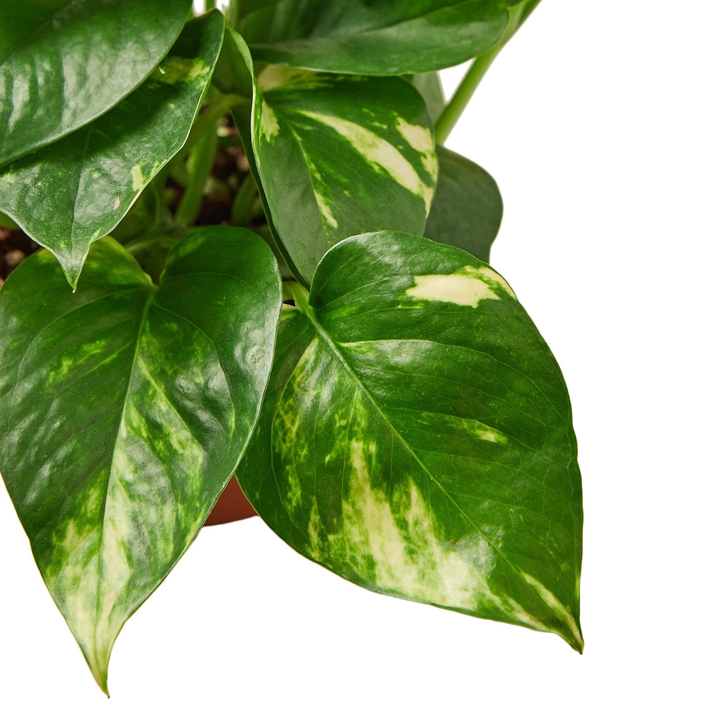 Pothos 'Golden' - 4" Pot - NURSERY POT ONLY