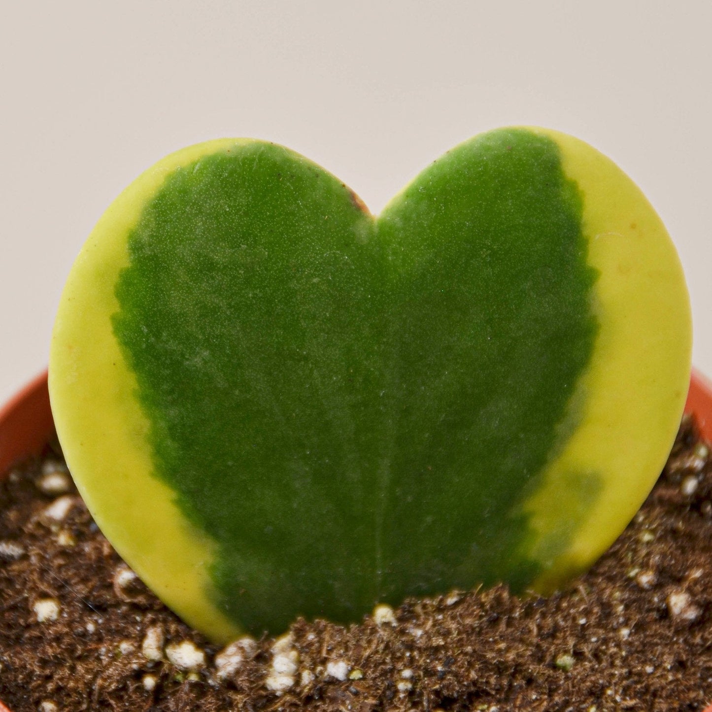 Hoya Sweetheart Variegated - 4" Terra Cotta Pot