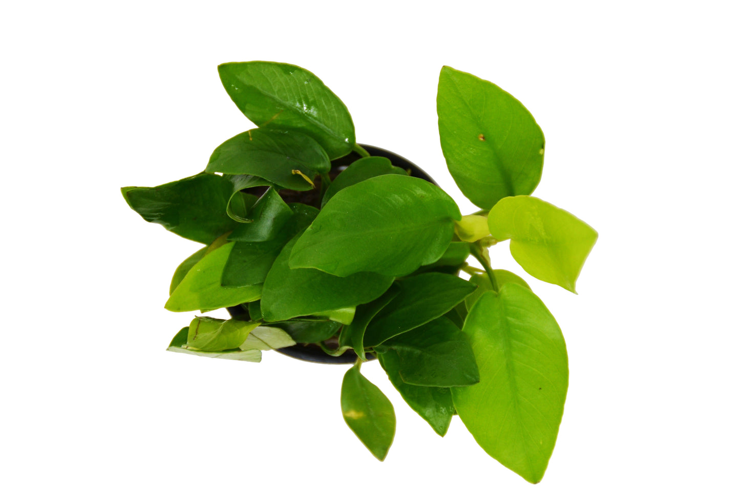 Aquatic 'Anubias Nana Golden' Plant - Pot