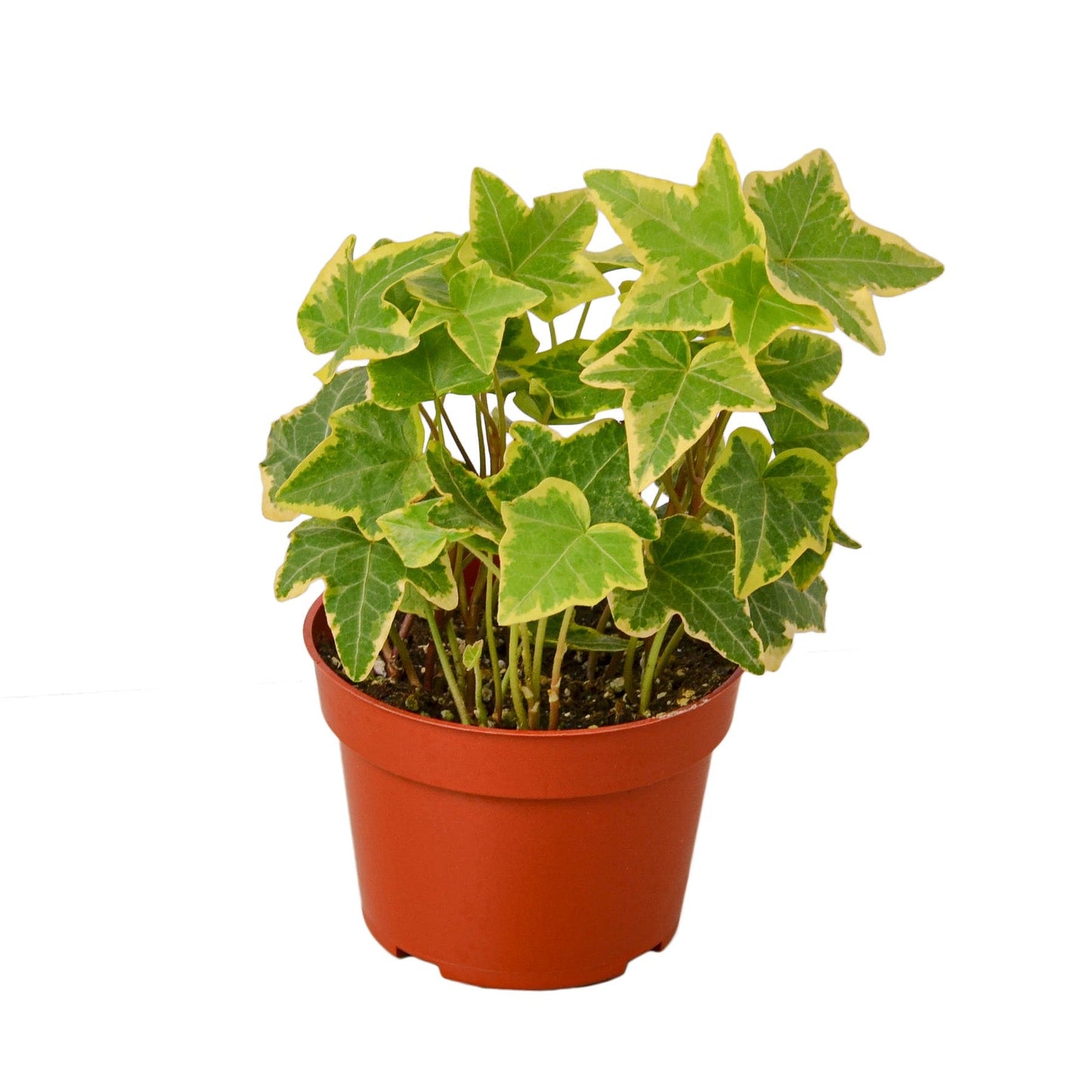 English Ivy Gold Child - 4" Pot - NURSERY POT ONLY